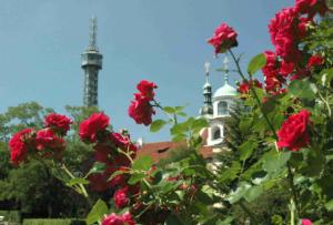 petrin1