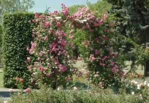 petrin4